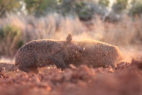 Fighting boars use muscle and knife sharp lower tushes to overpower and slice a contender into submission