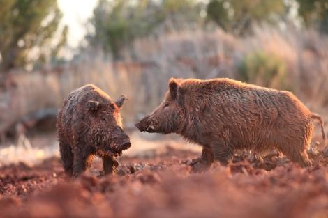 Older boar on the left(note the crumpled ears) squaring off with challenger