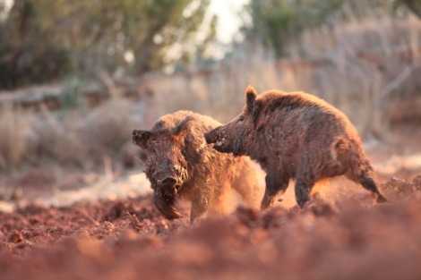Like two monsters from prehistoric  times, the two boars refuse to back away from the fight. 