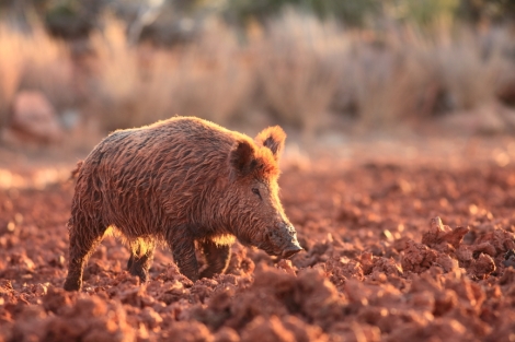 Alpha wild boar in the mood for a fight