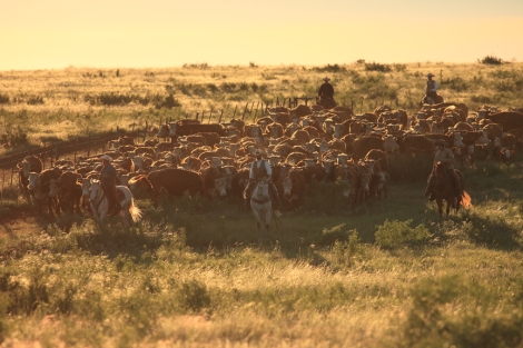 The Preservation of a Tradition: Roundup on the Waggoner Ranch