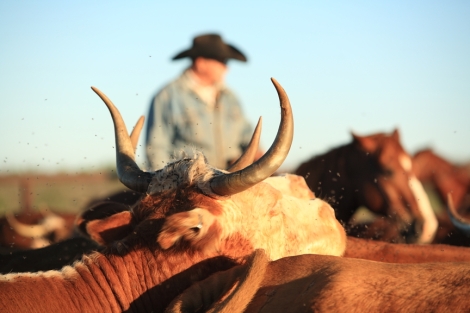 The life of a Texas Cowboy: A Personal Choice
